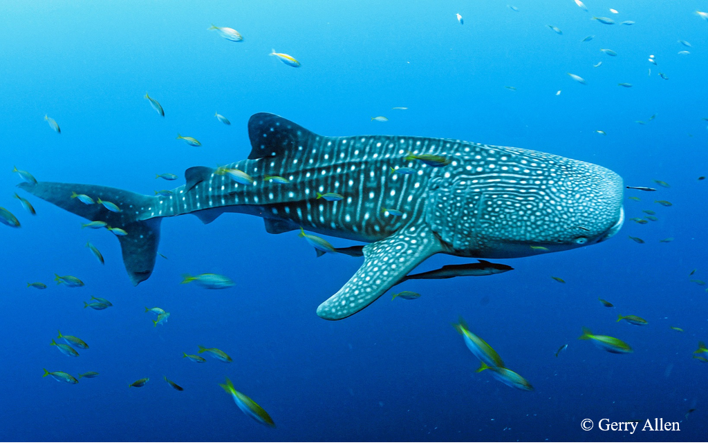 【金継１】割引なし-画像１枚