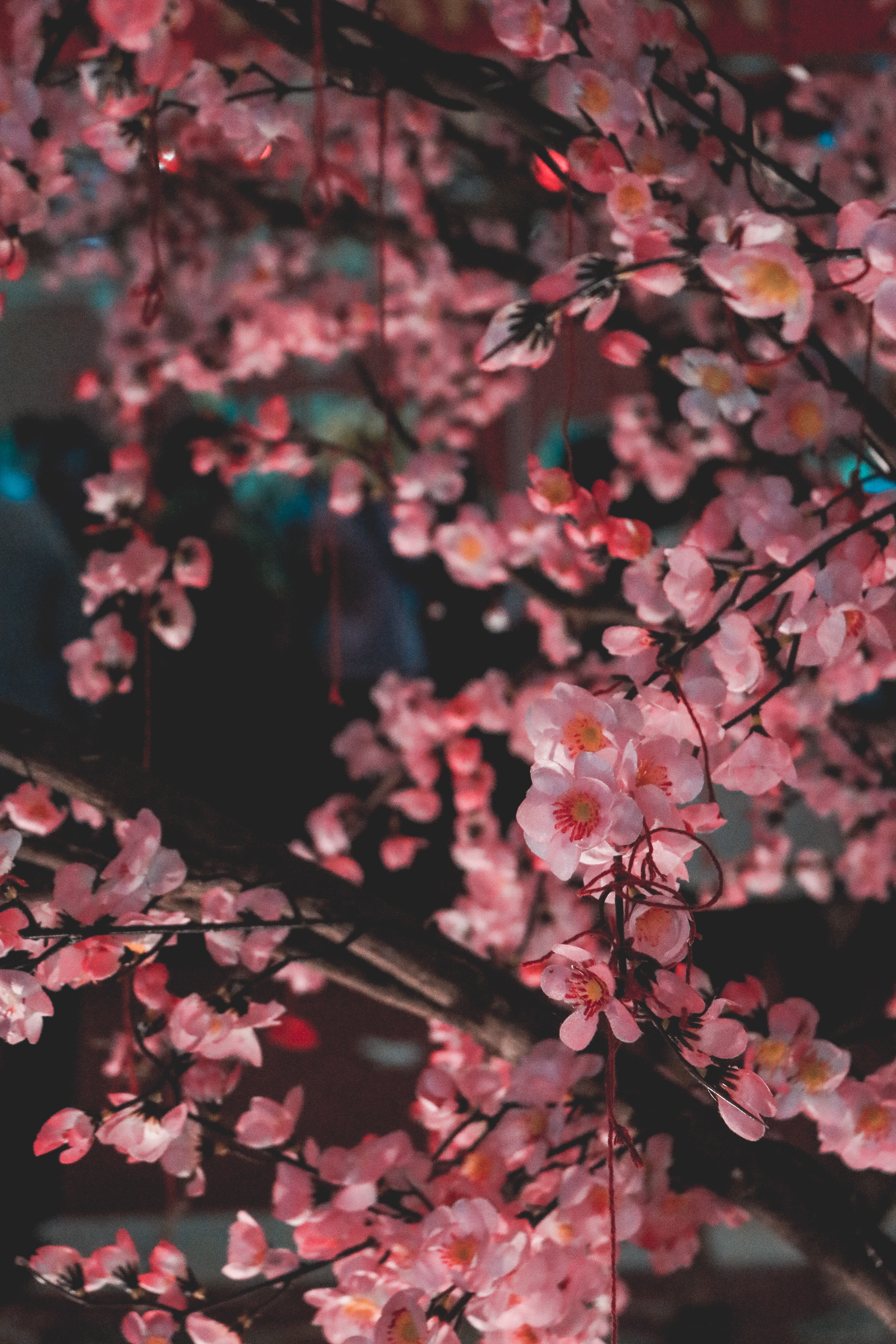 弘前さくらまつり20222022年の弘前さくらまつりは、桜の早咲きに対応して、4月19日(火)～準まつり体制としてスタートし、5月5日(木祝)までの会期で開催します。