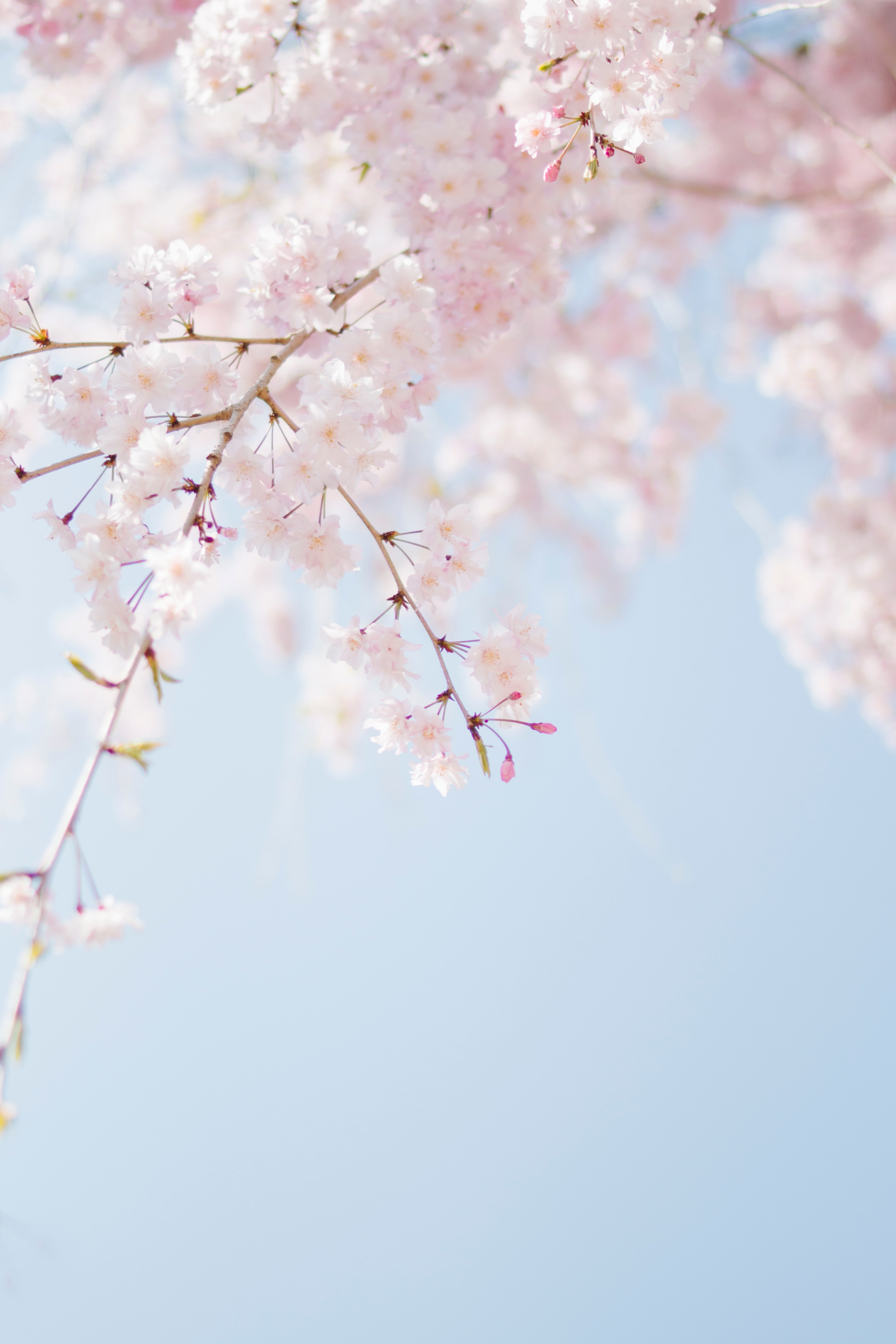 Cherry blossom season in Japan