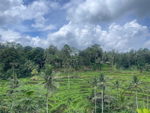 Learning from Singapore: A Blueprint for Freewill’s Vision in Action